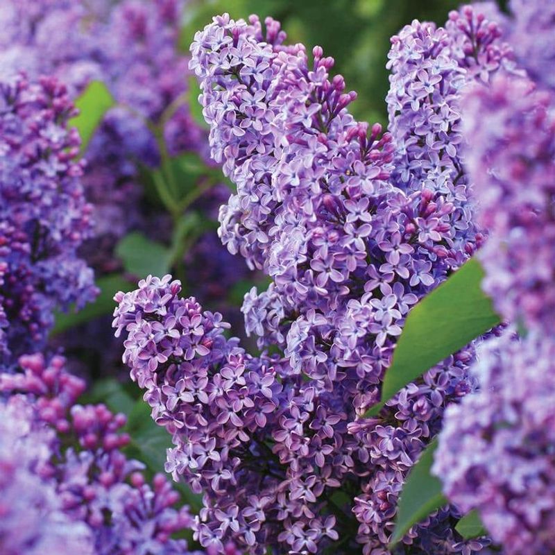 Lilac