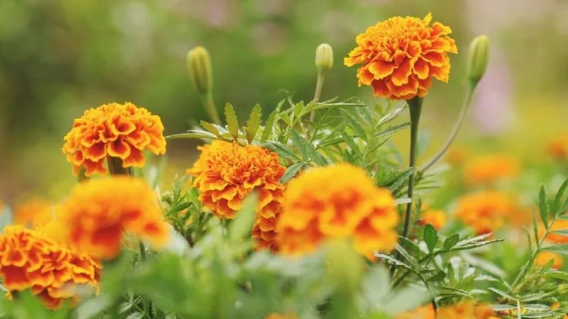 Marigold