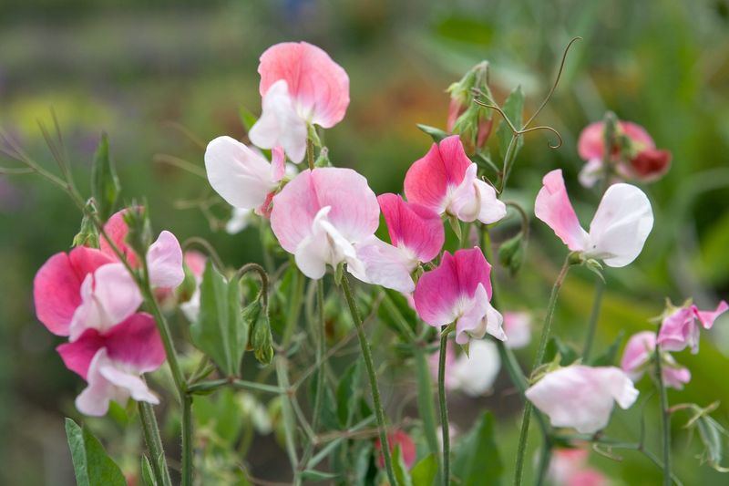 Sweet Pea