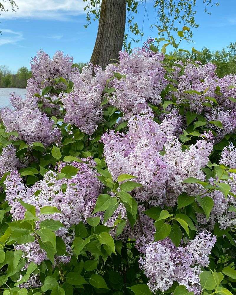 Lilac