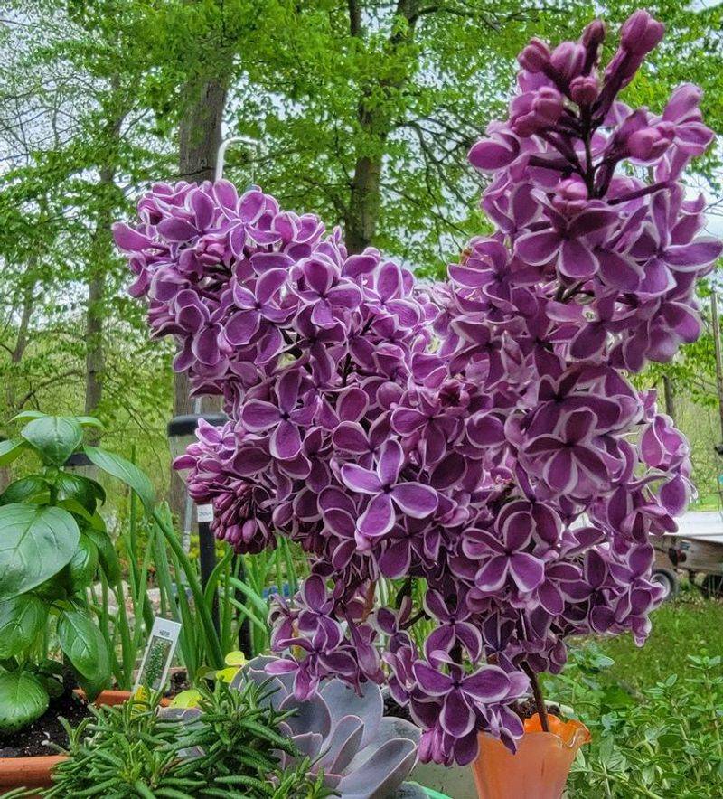 Lilac