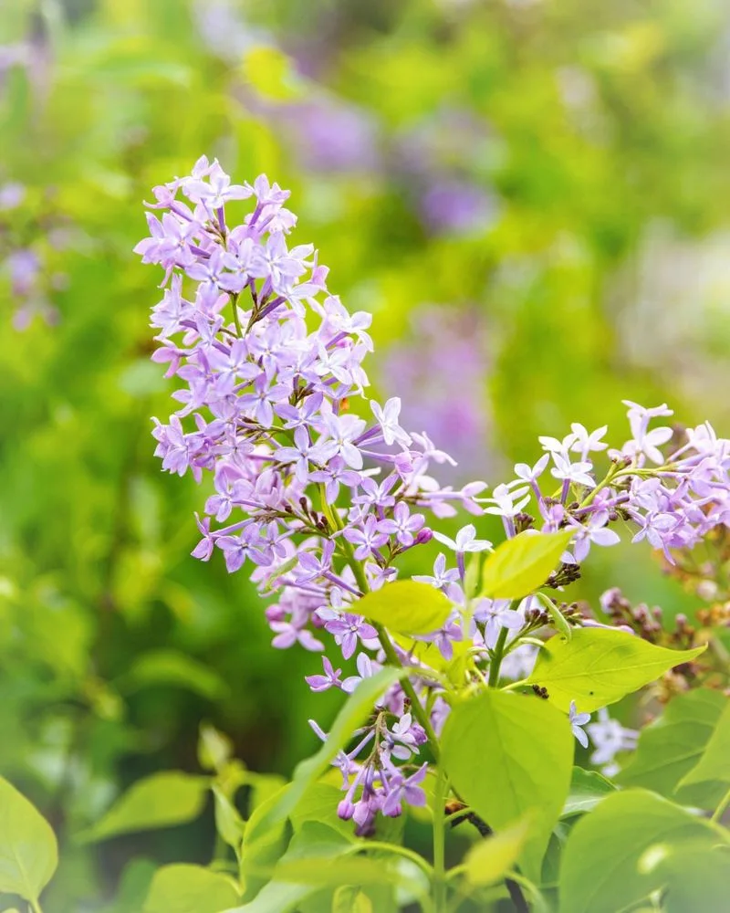 Lilac