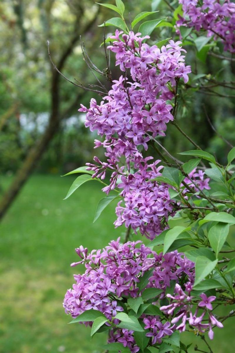 Lilac