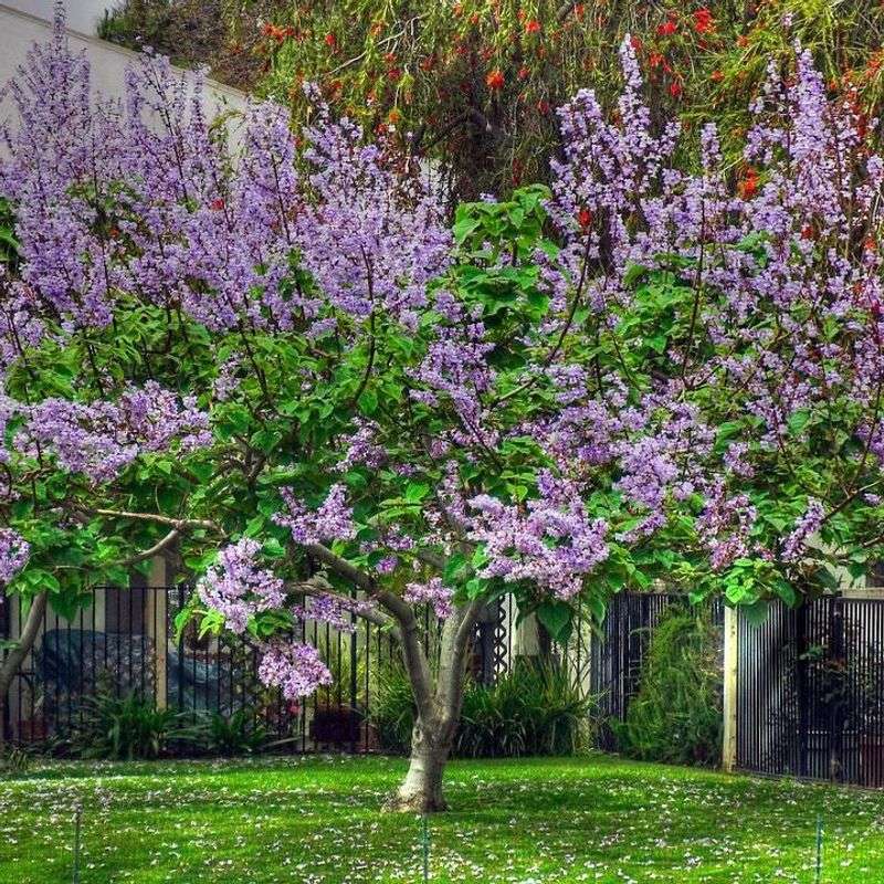 Lilac