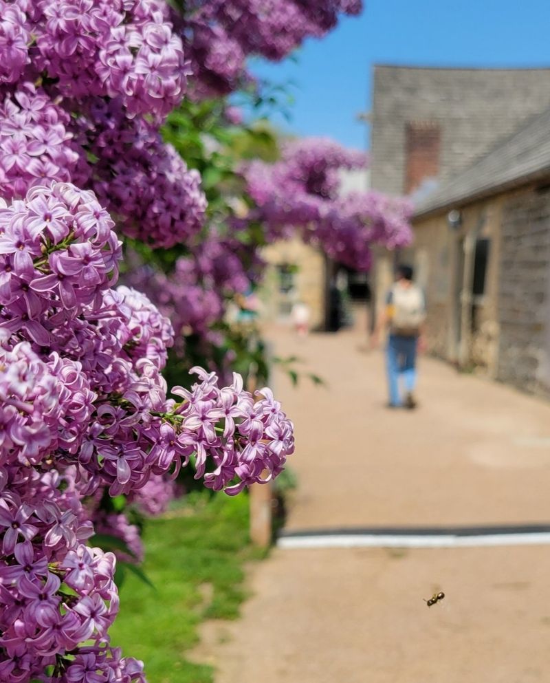 Lilac