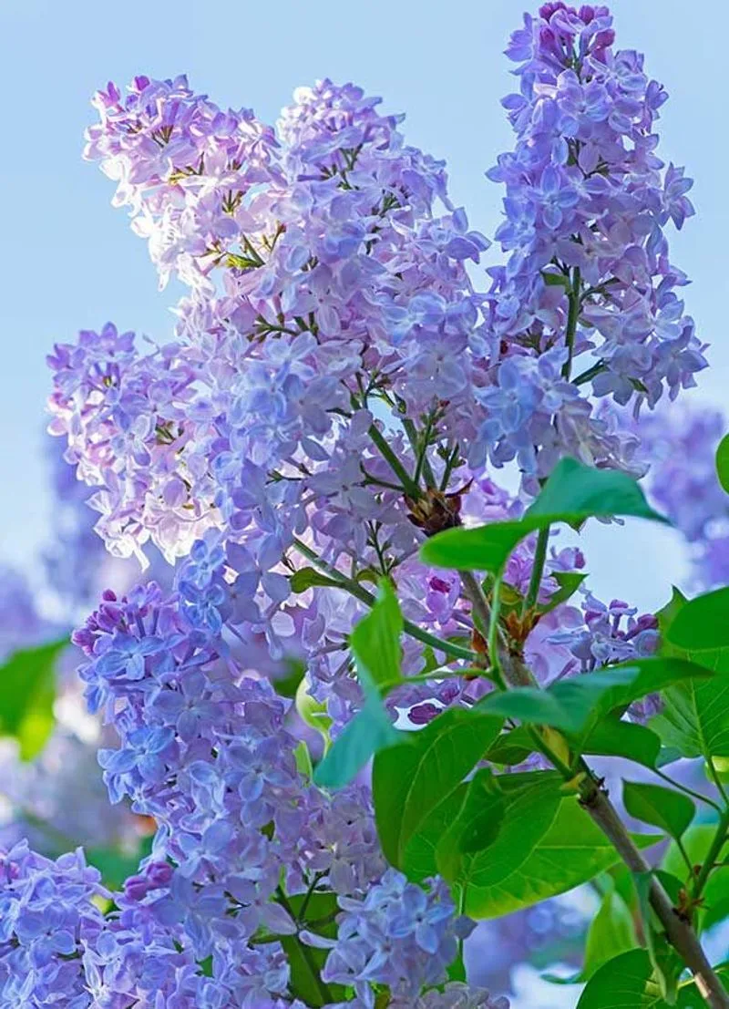 Lilac (Syringa vulgaris)