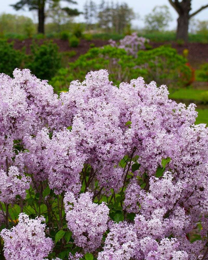Lilacs