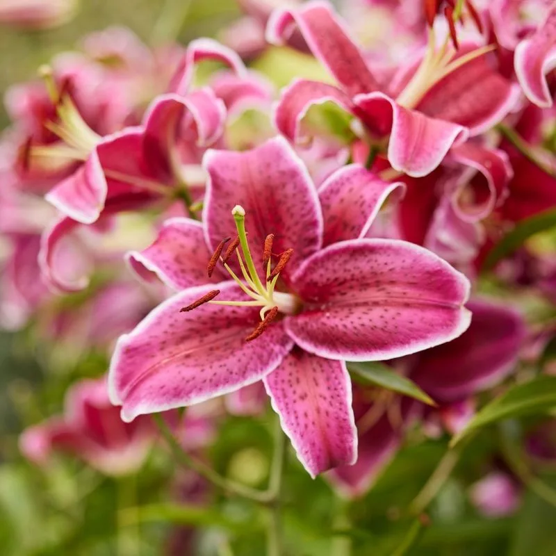 Lilies