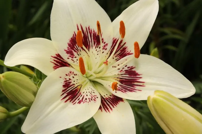Lilies