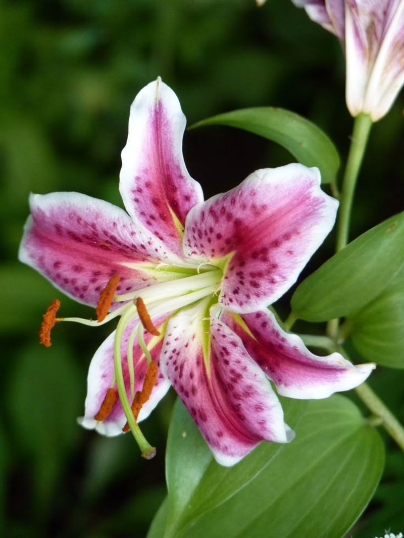 Lilies