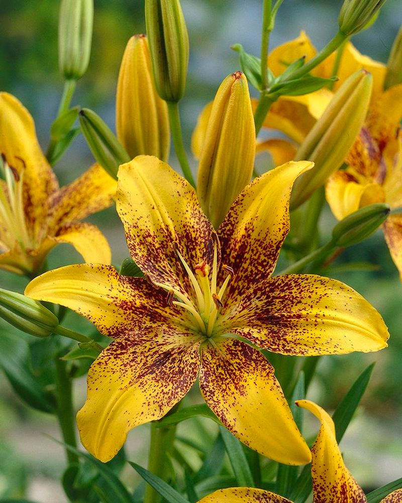 Lilies