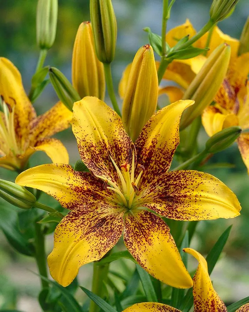 Lilies