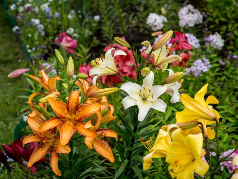 Lilies and Echinacea