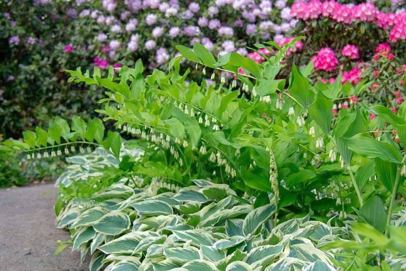 Lilies and Hostas