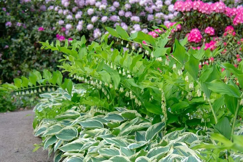Lilies and Hostas