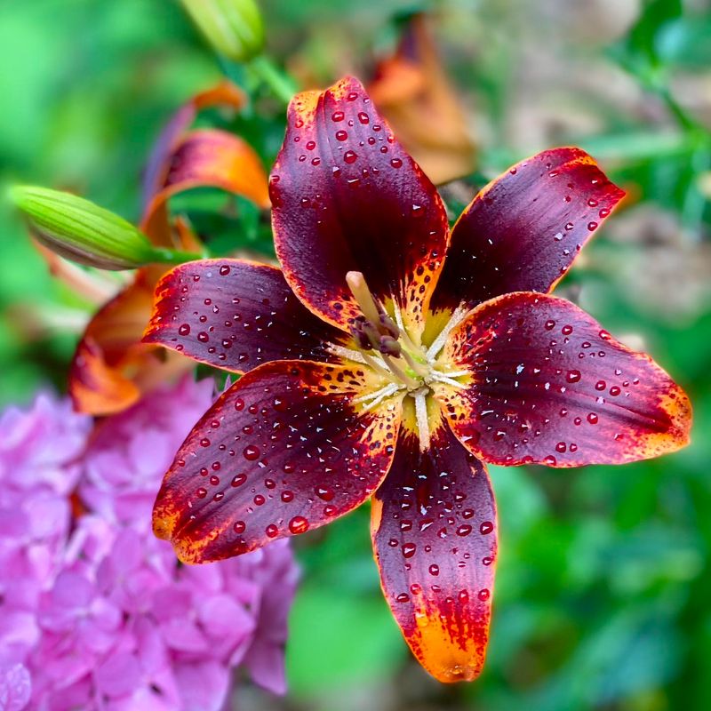 Lilies