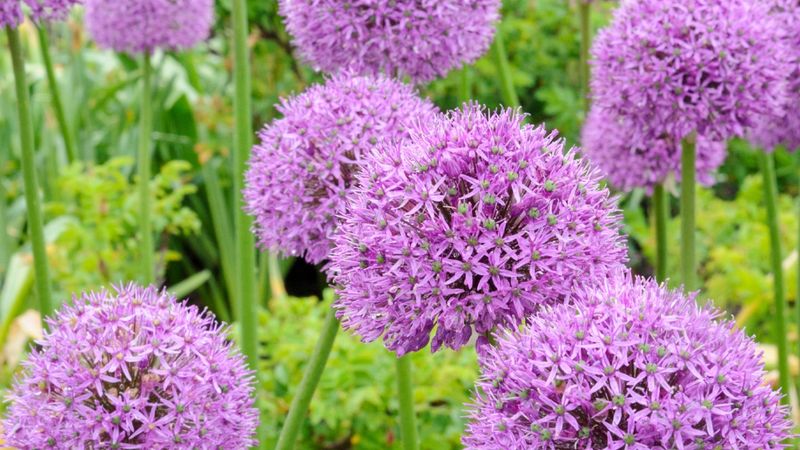 Allium