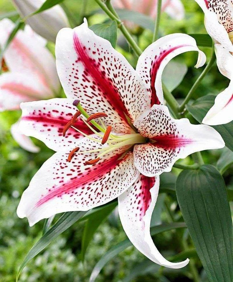 Lily