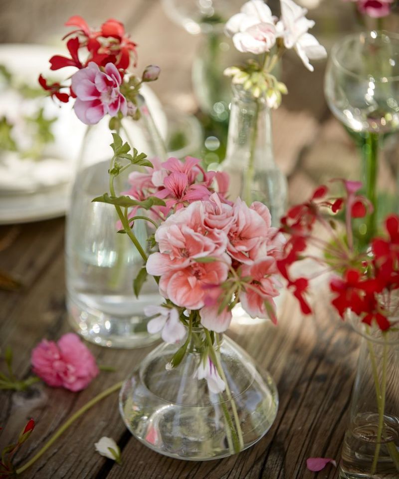 Geranium