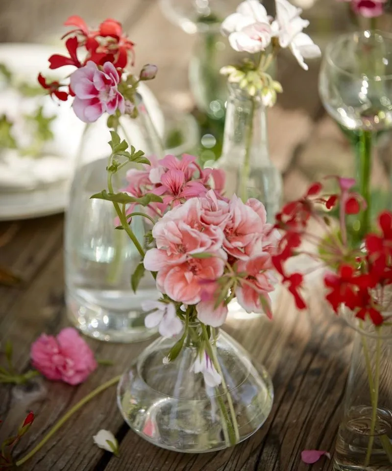 Geranium