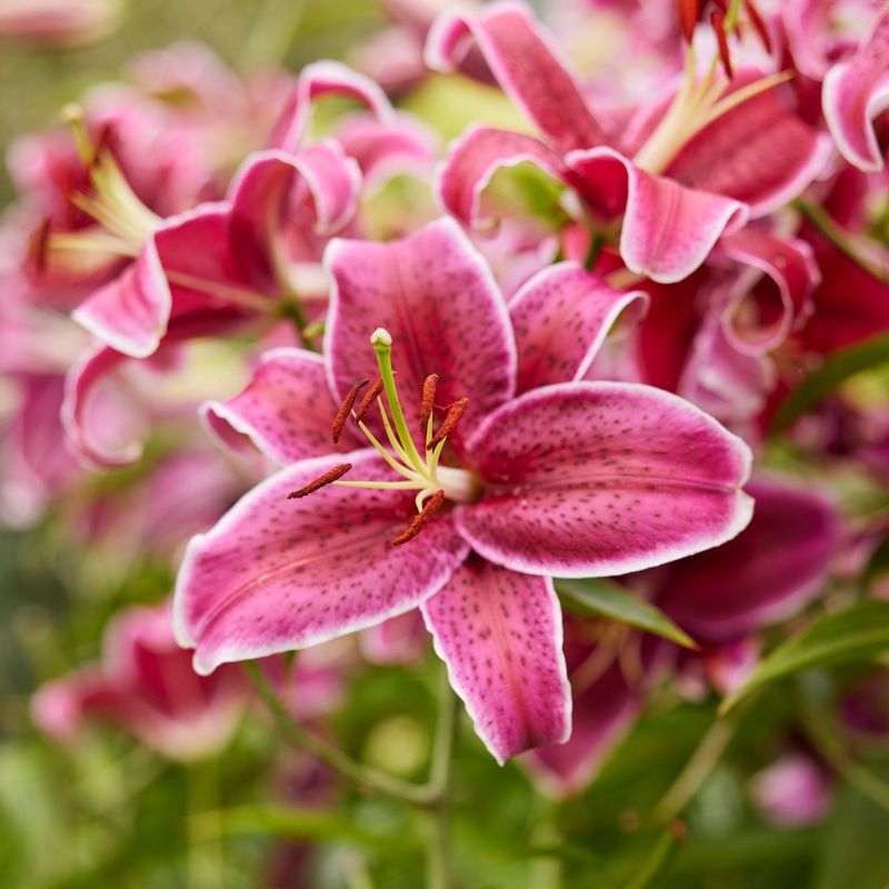 Lily
