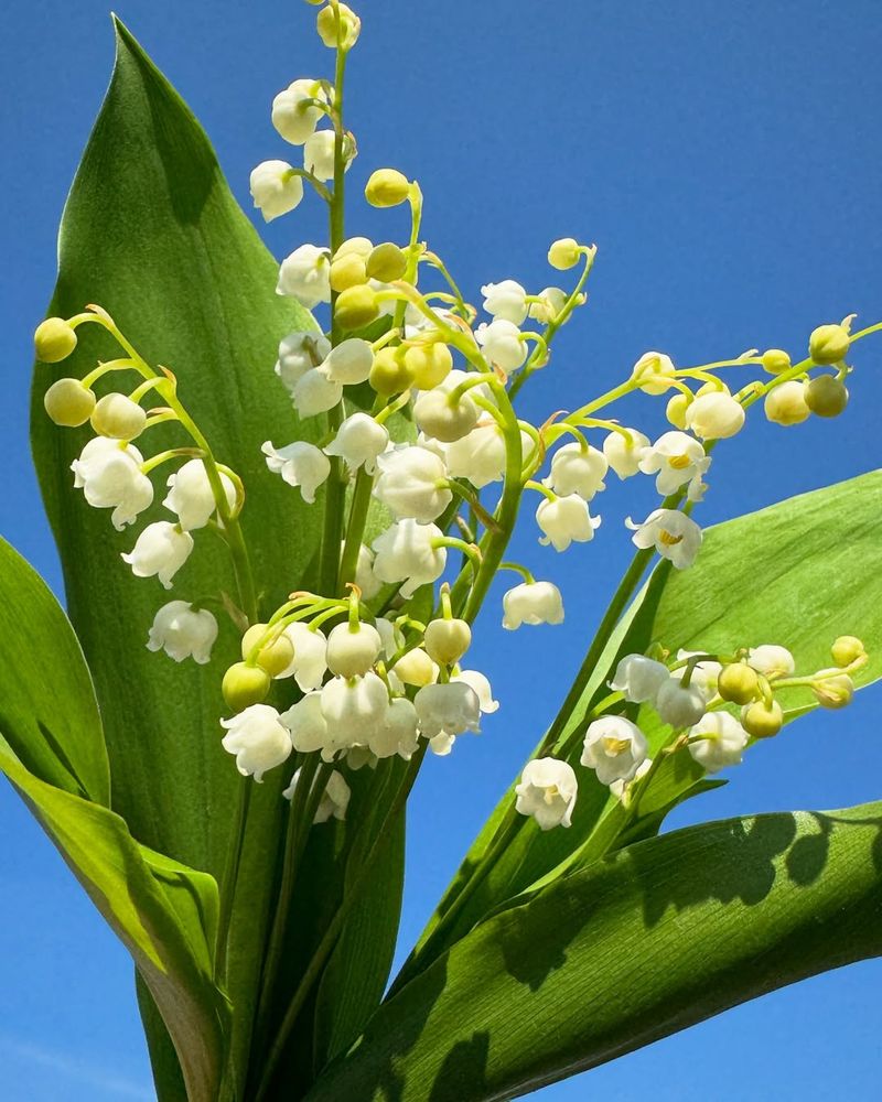 Lily of the Valley