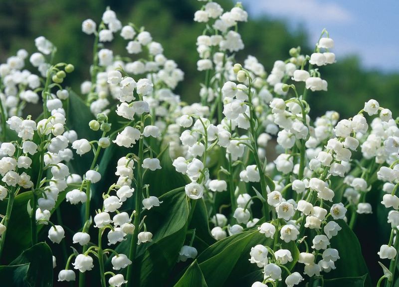 Lily of the Valley