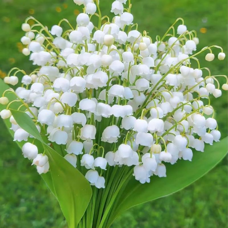 Lily of the Valley