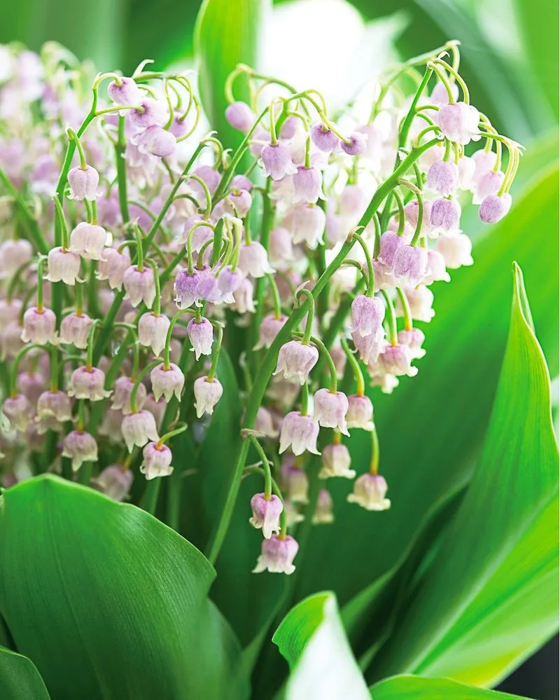 Lily of the Valley