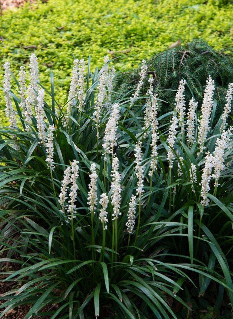 Lilyturf (Liriope muscari)