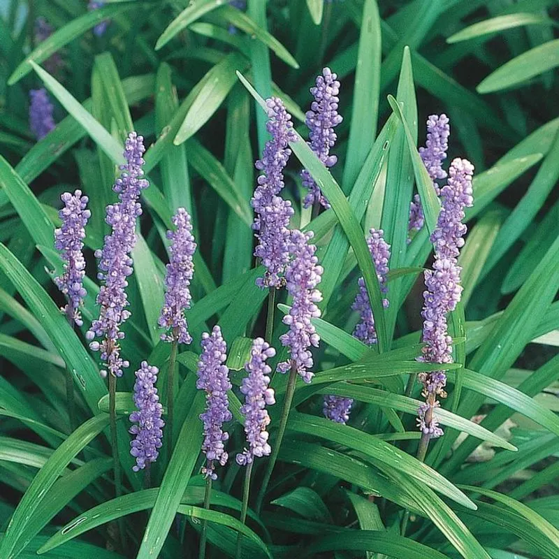 Lilyturf (Liriope)
