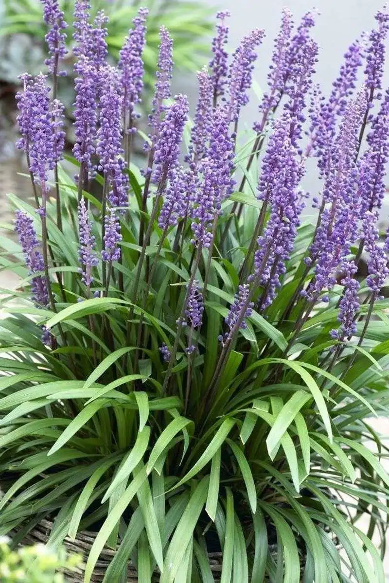 Lilyturf