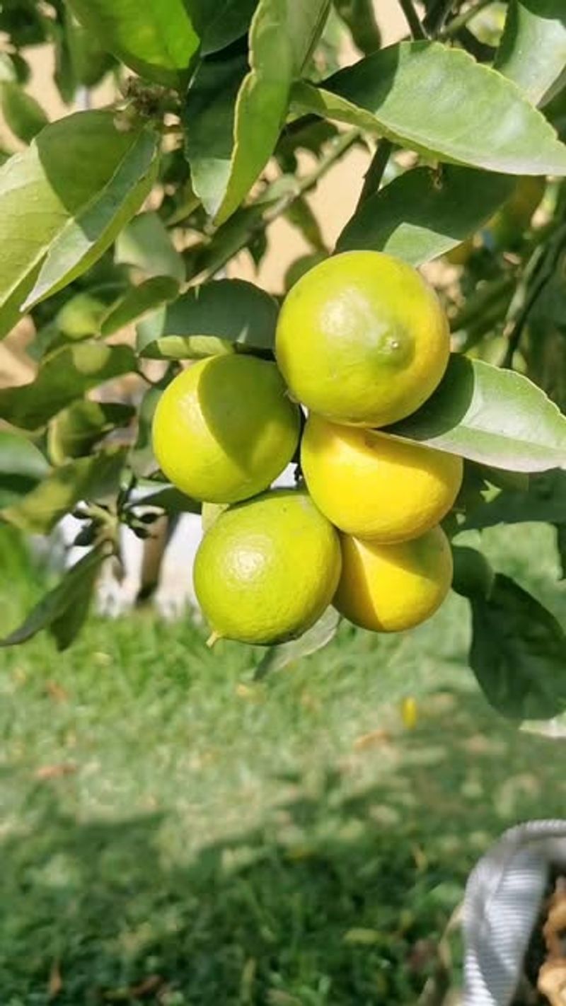 Lime Tree