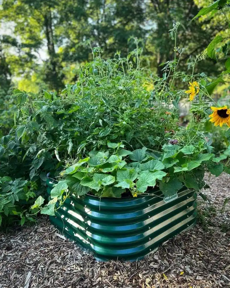 Limited Plant Variety