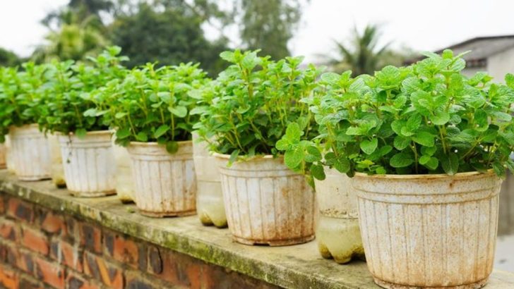 Limited Space, Unlimited Flavor: 7 Herbs and 7 Veggies to Plant in June