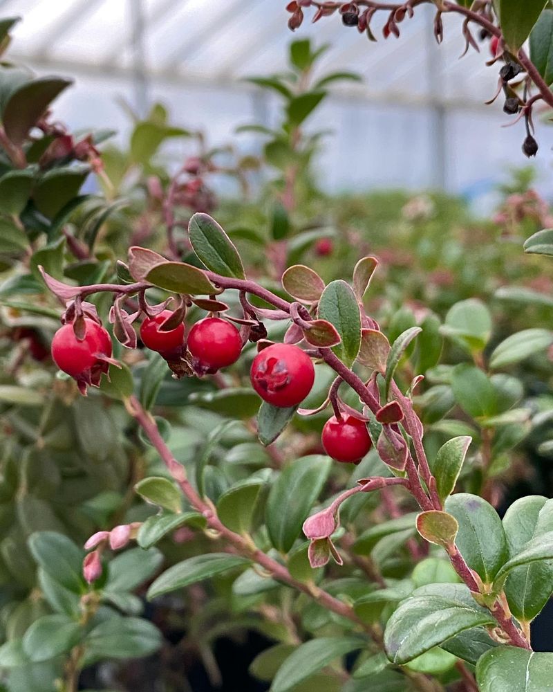 Lingonberries
