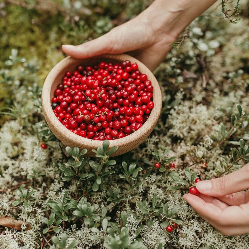 Lingonberries