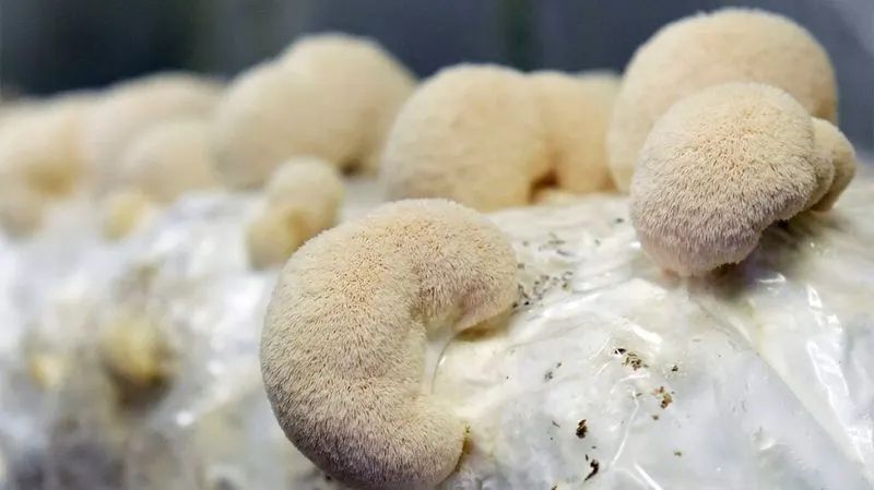 Lion's Mane Mushroom