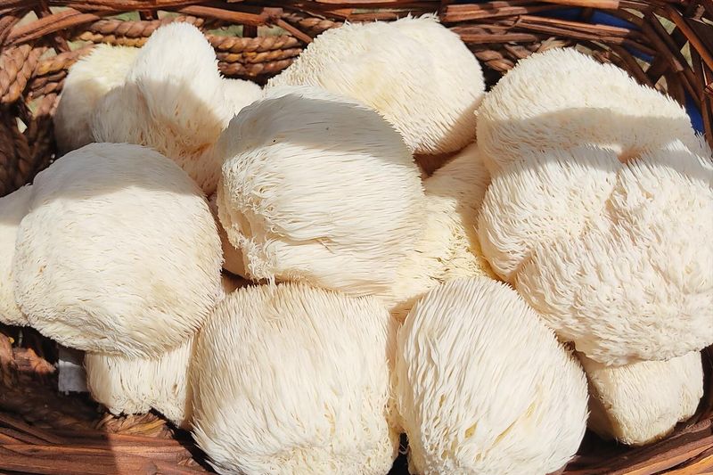 Lion's Mane Mushrooms