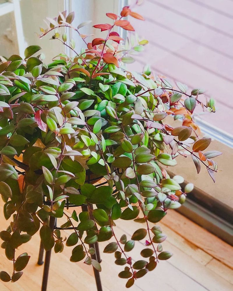 Lipstick Plant