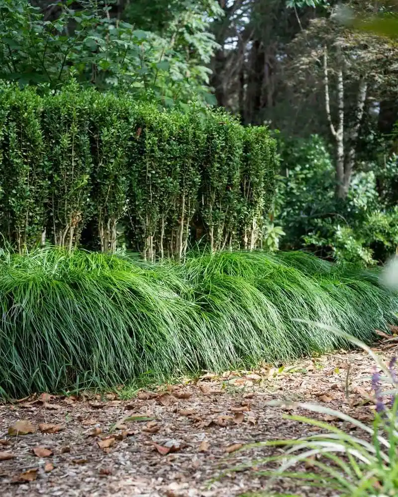 Liriope