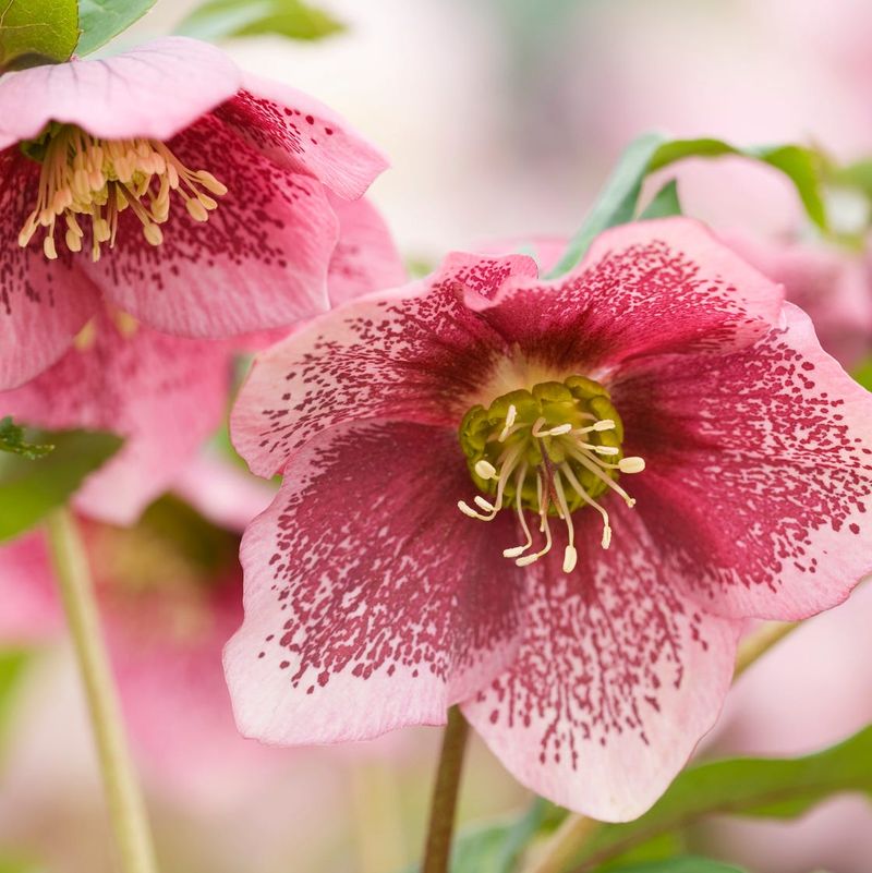 Hellebore