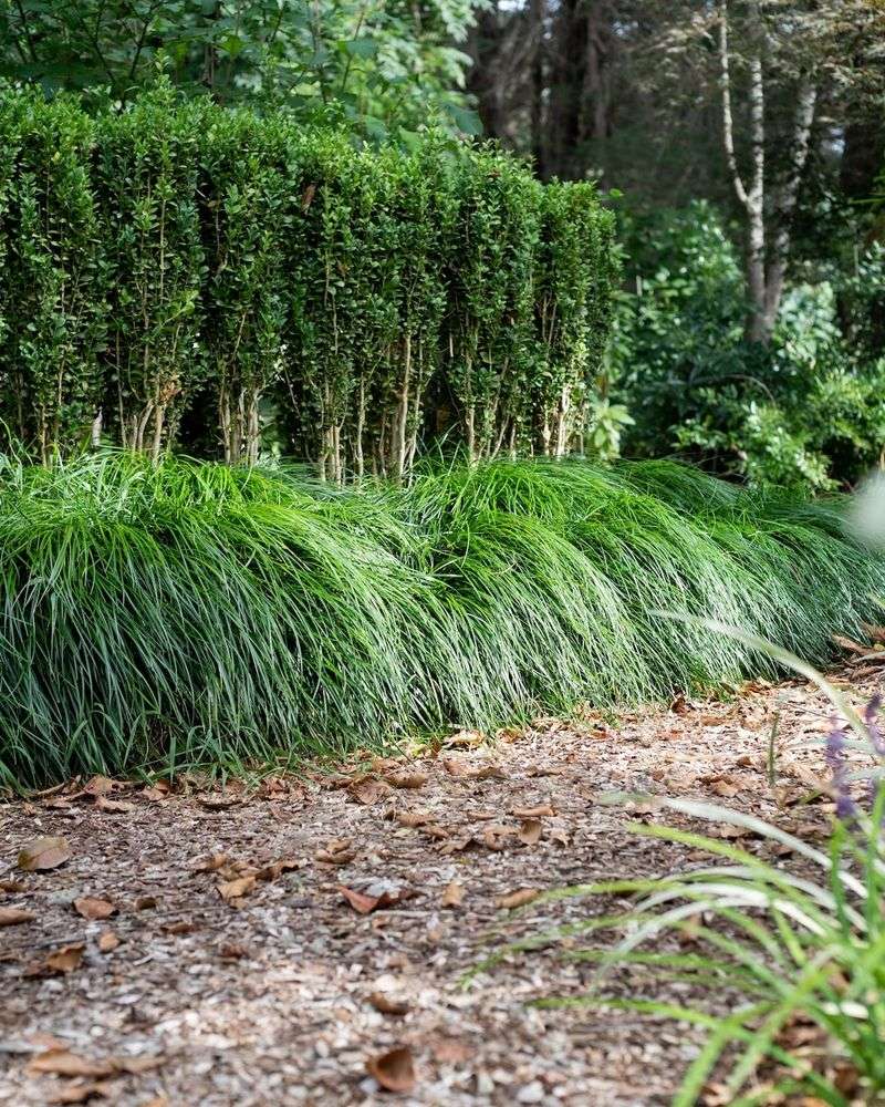 Liriope