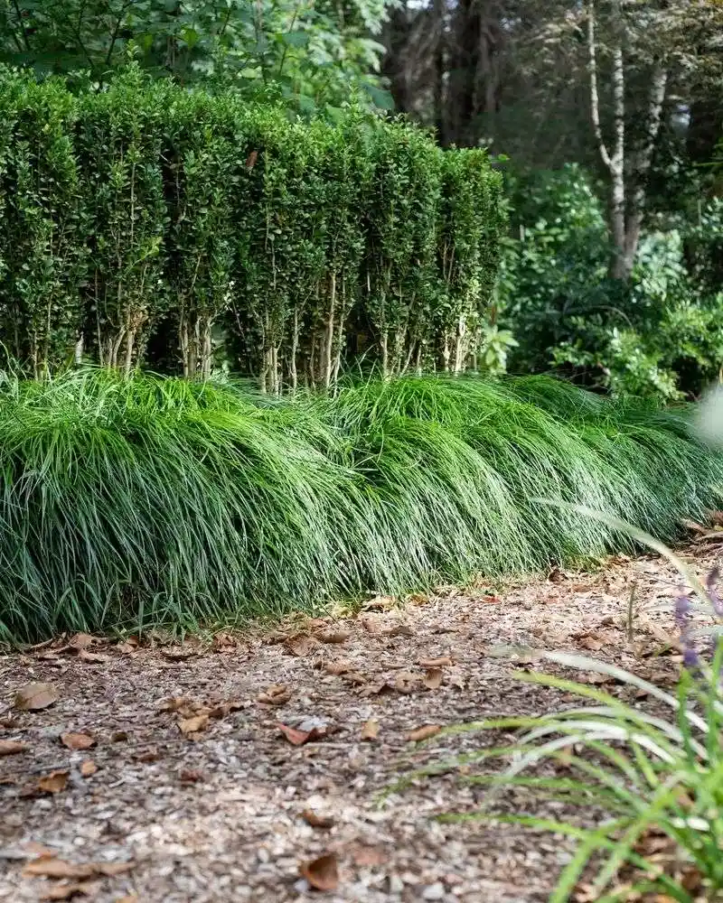 Liriope