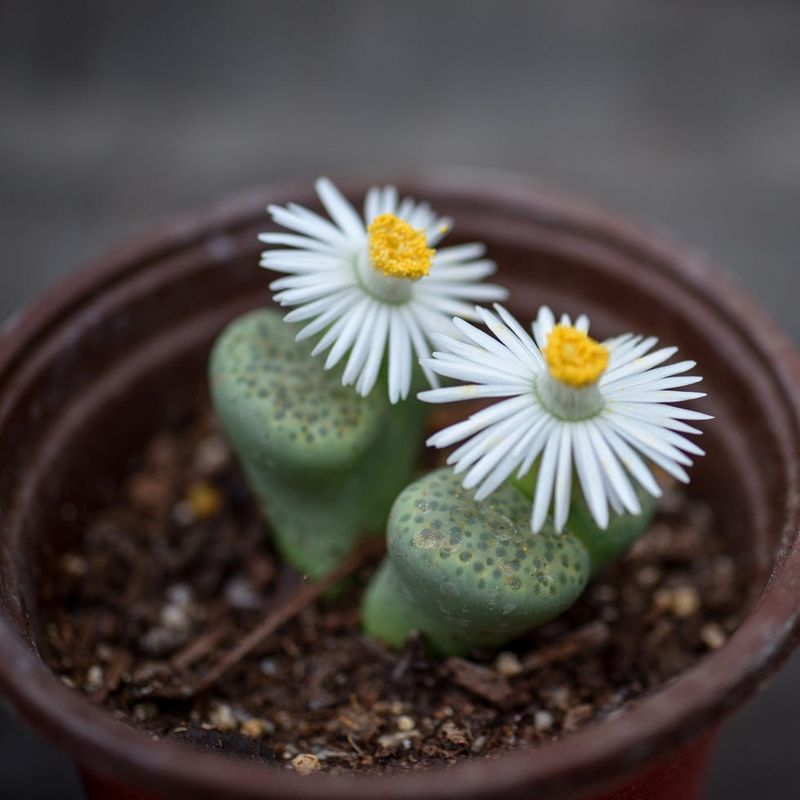 Lithops