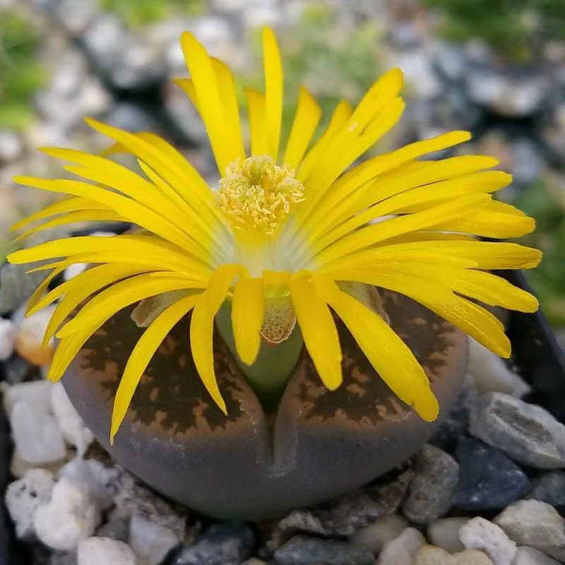 Lithops (Living Stone)