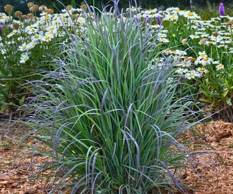 Little Bluestem