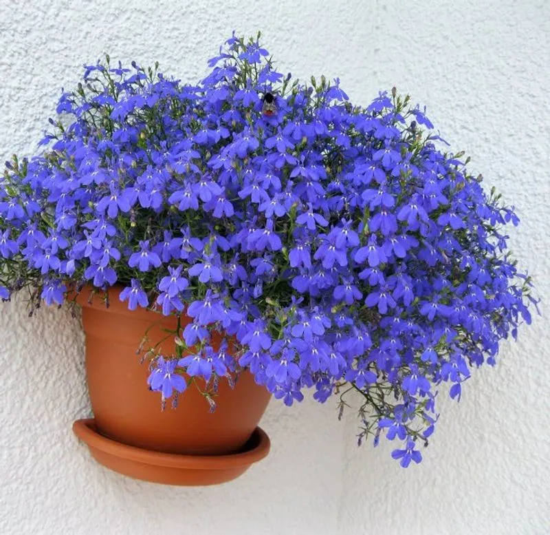 Lobelia