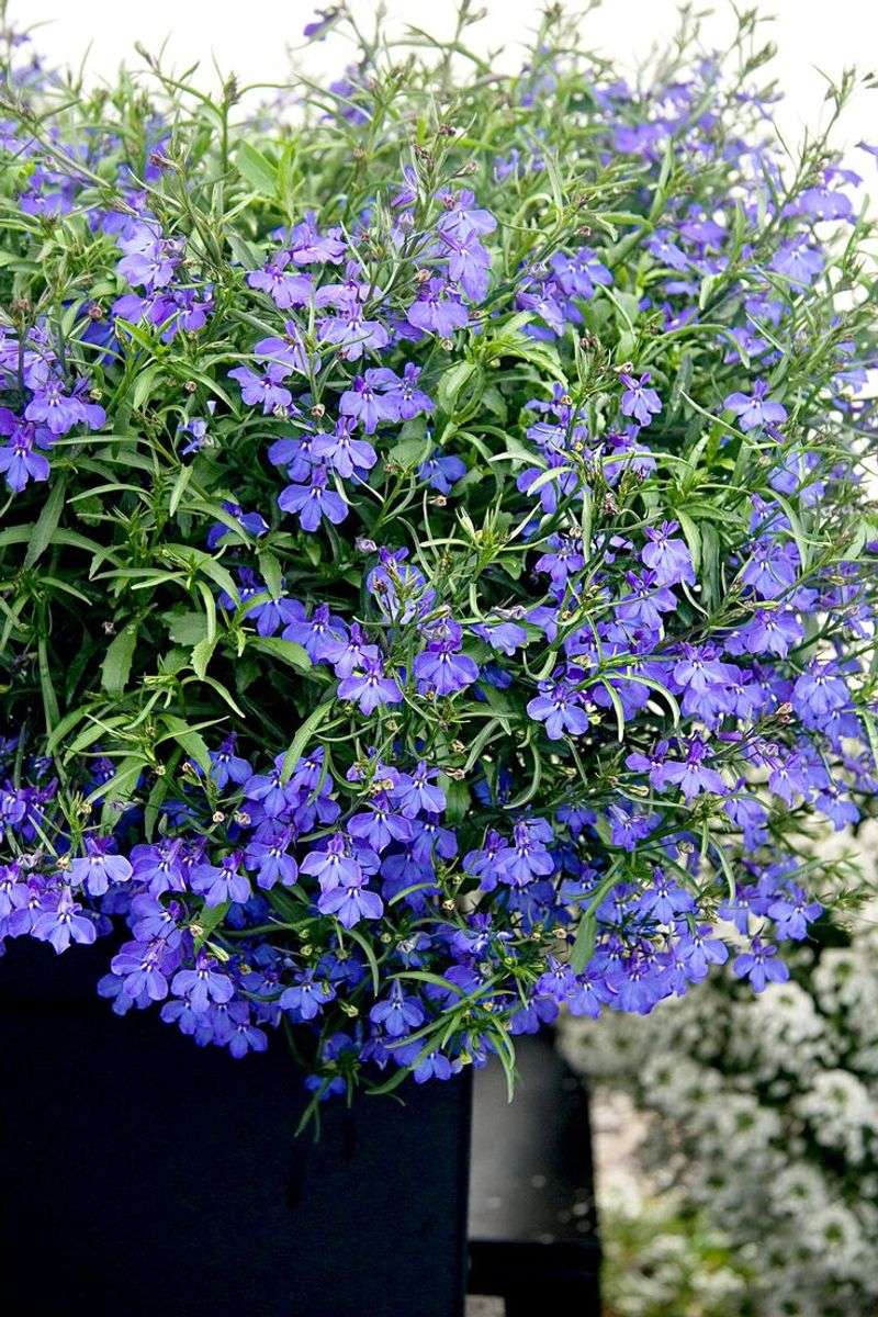 Lobelia
