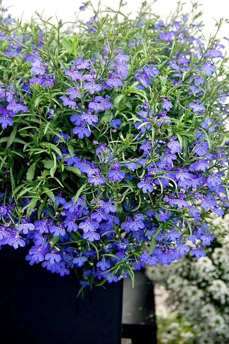 Lobelia